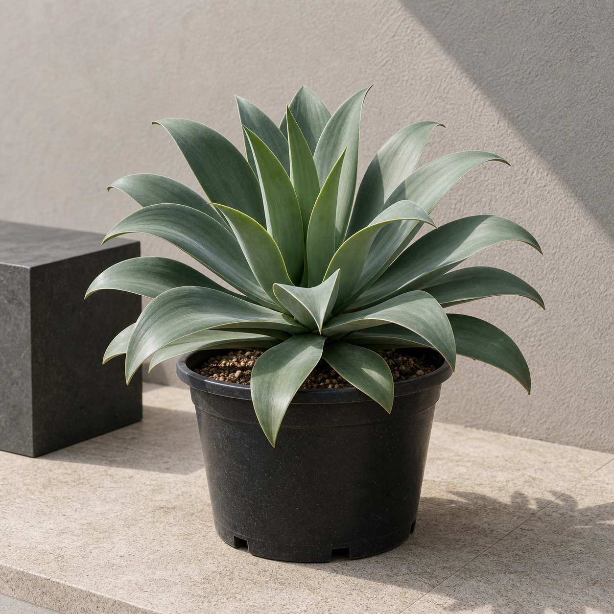 Spineless Agave
