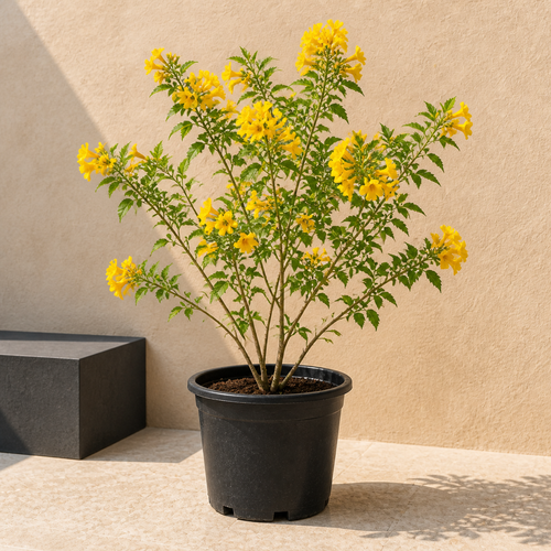 Sunshine Tree (Cassia Surattensis)