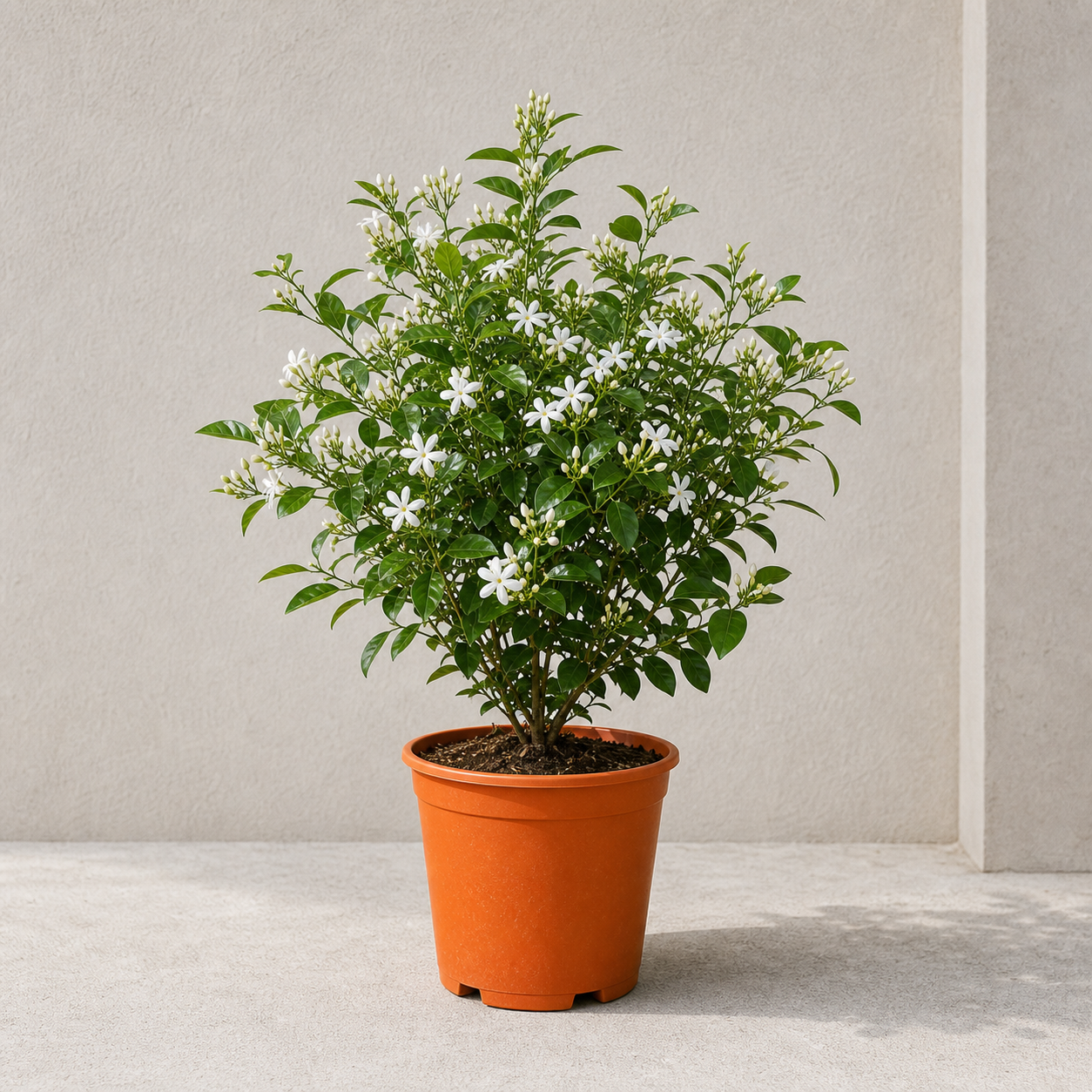 Thai Jasmine
