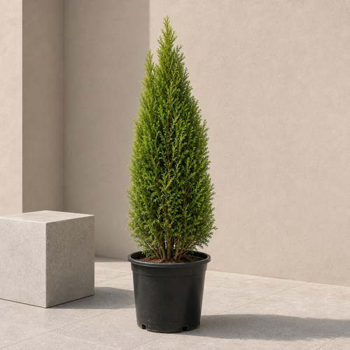 Thuja Orientalis (Thuja Orientalis)