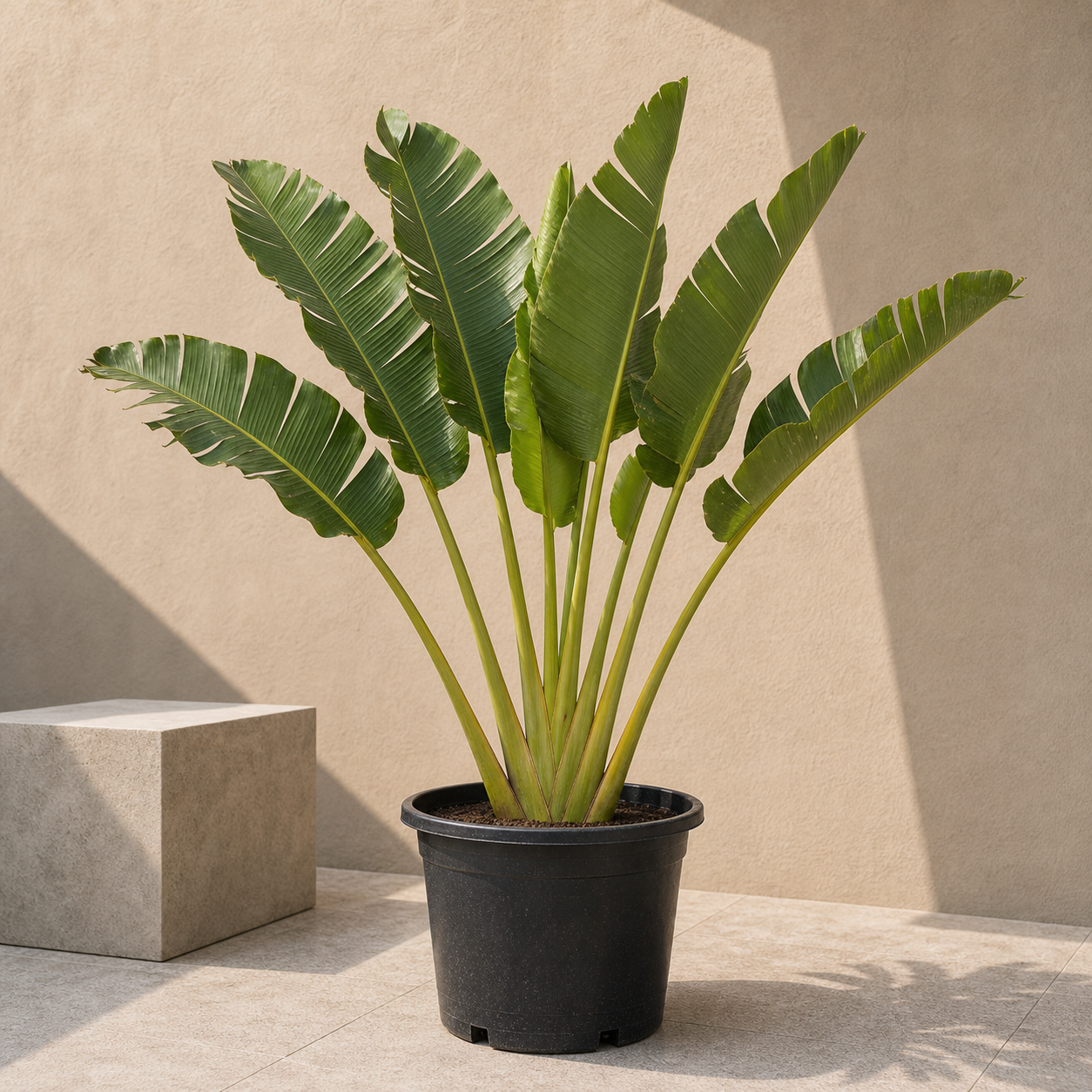 Traveller's Palm