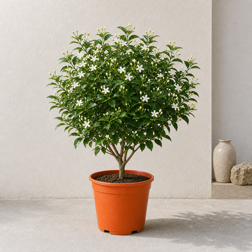Tree Jasmine (Millingtonia Hortensis)