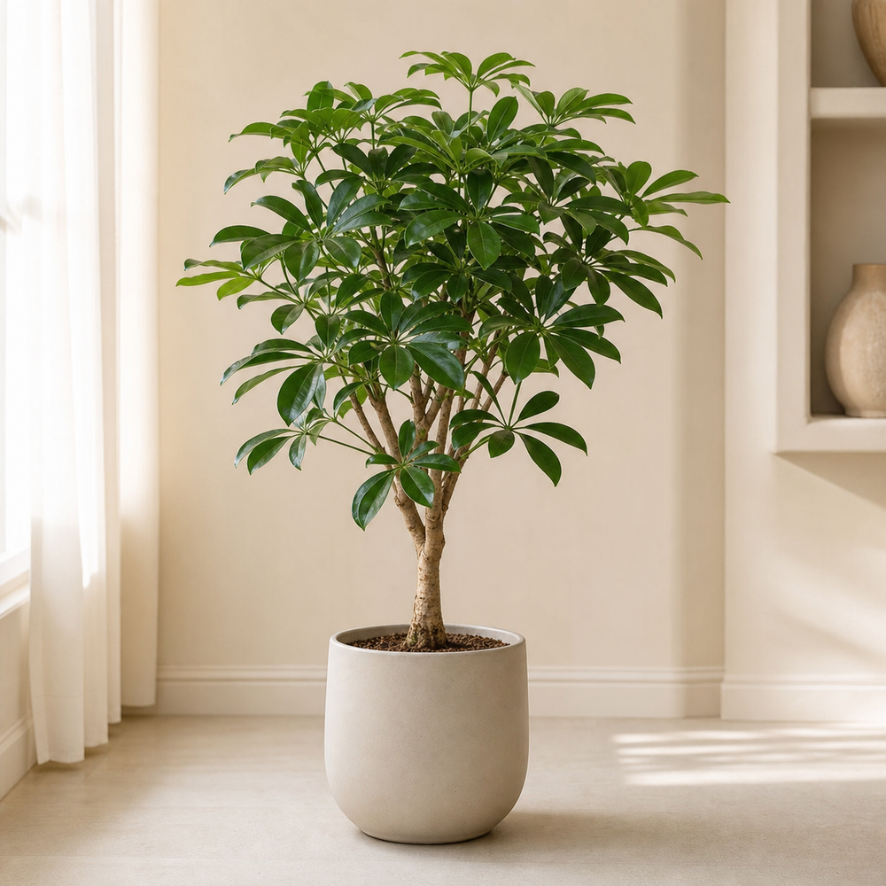 Rubber Tree (Ficus Robusta)