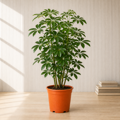 Umbrella Plant (Schefflera Arboricola)