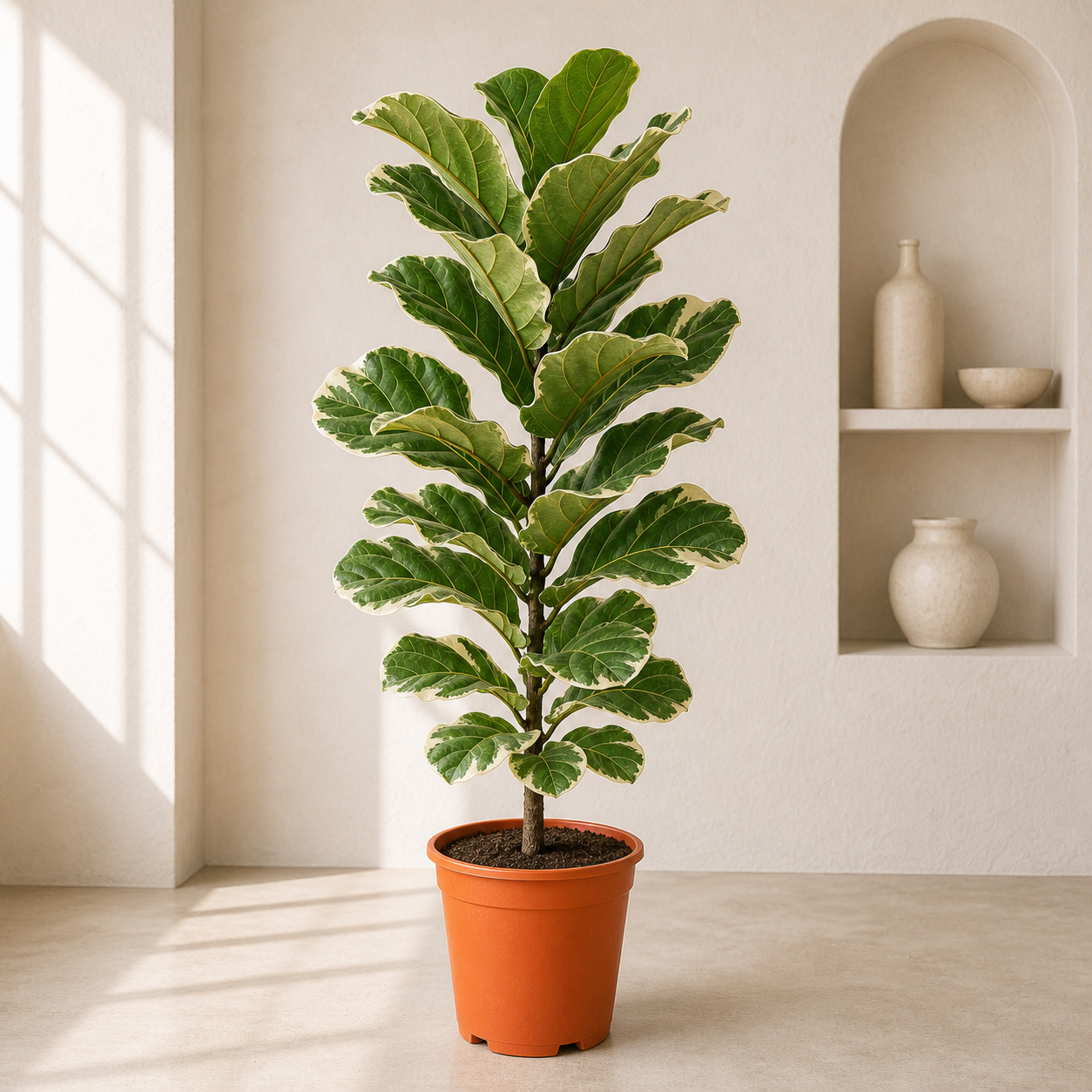 Variegated Fiddle Leaf Fig