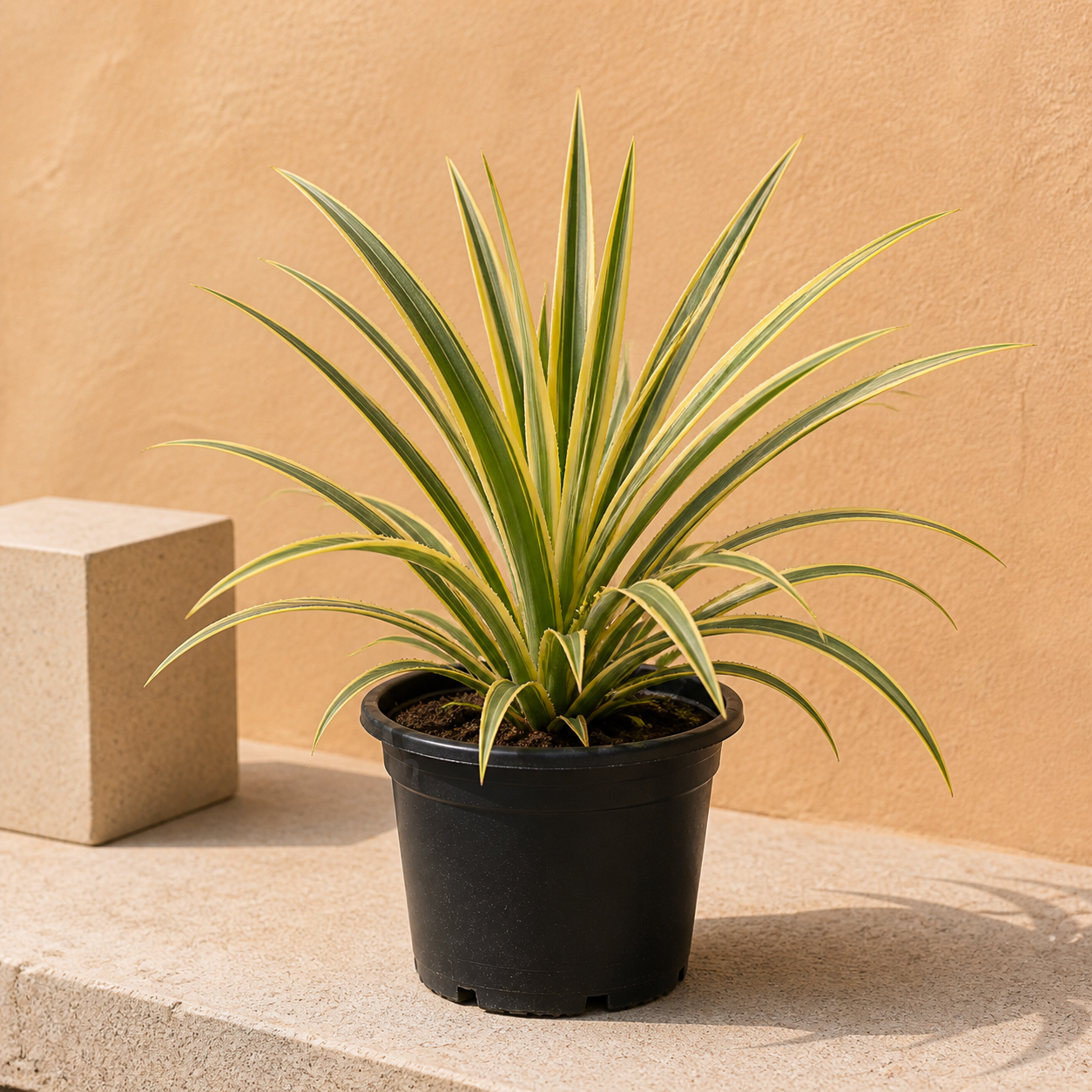 Variegated Pandanus