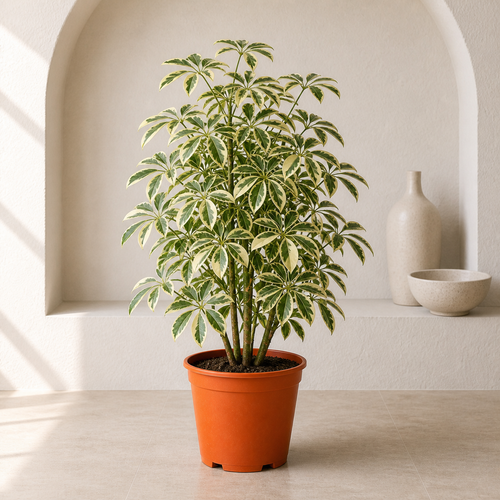 Variegated Umbrella Plant (Schefflera Gold Capella)