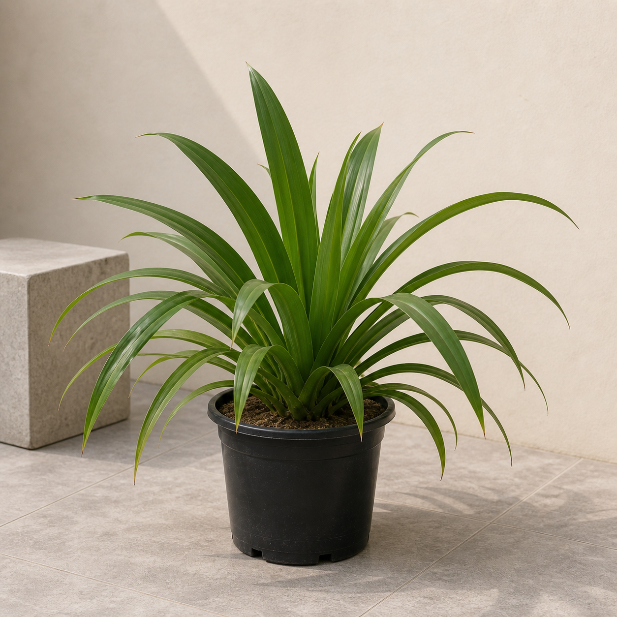 Wide Leaf Pandanus