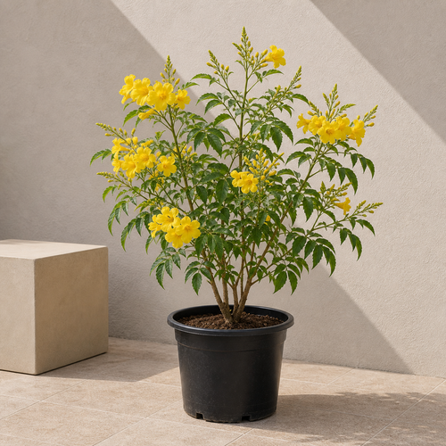 Yellow Bells Tecoma (Tecoma Stans)