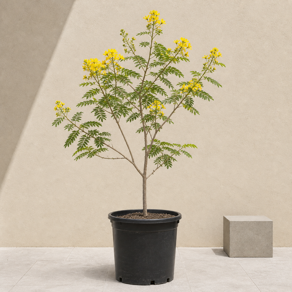 Yellow Poinciana