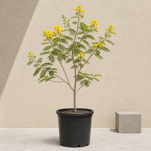 Yellow Poinciana (Peltophorum Pterocarpum)