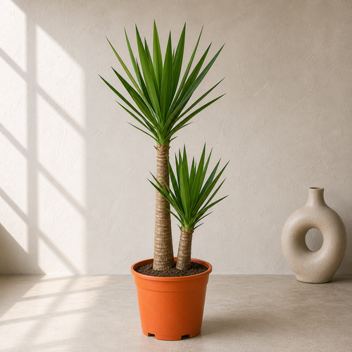 Yucca (Yucca Elephantipes)