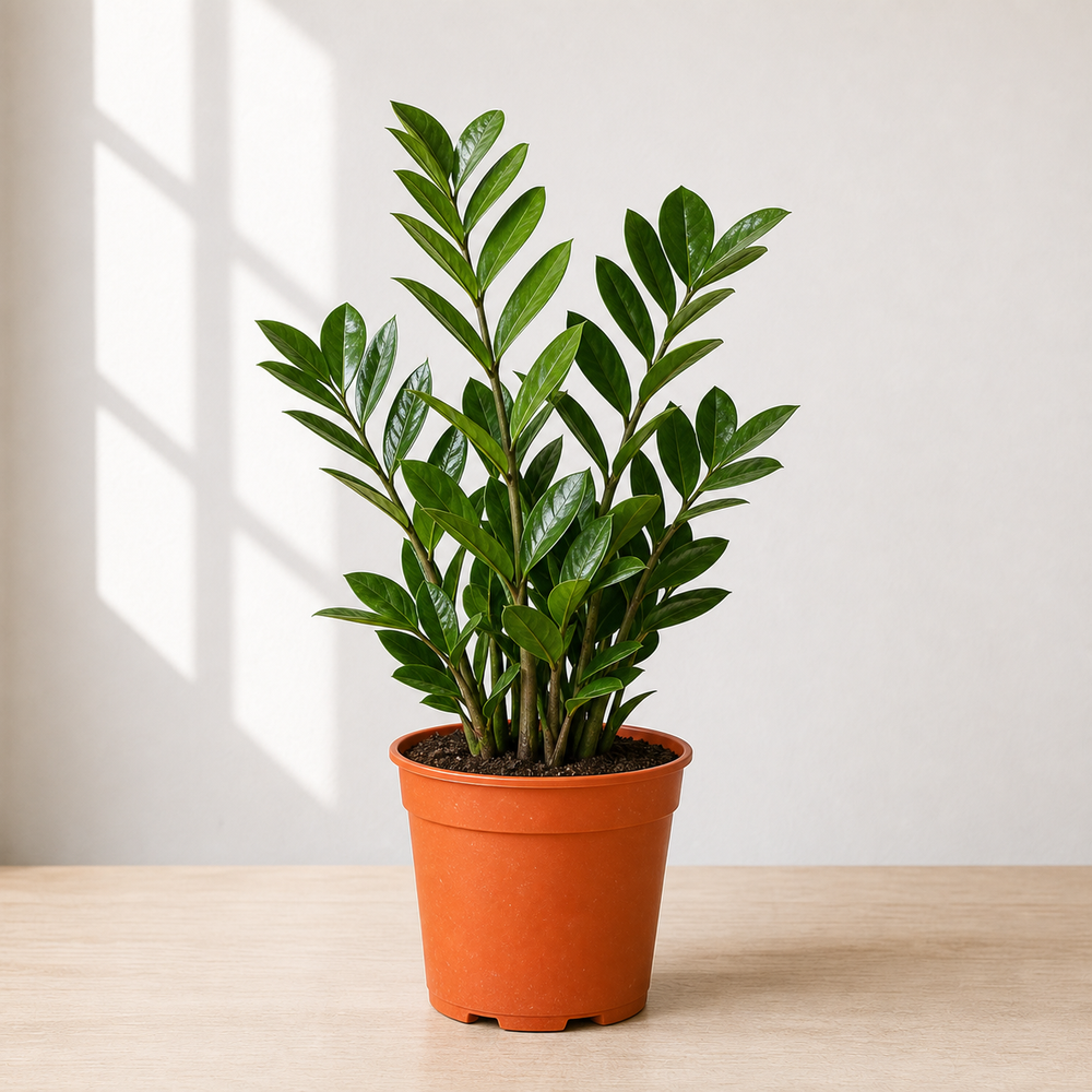 ZZ plant (Zamioculcas)