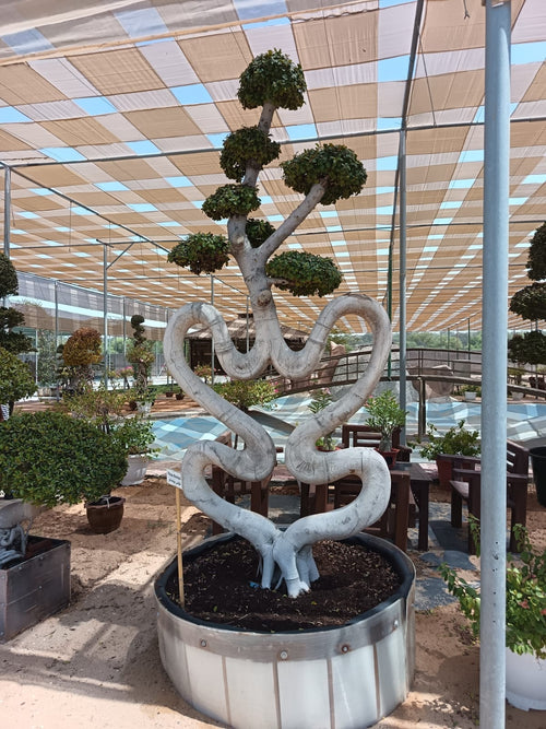 Ficus microcarpa – Heart Form