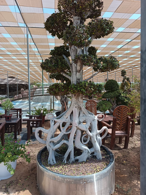 Ficus microcarpa – Sculptural Roots