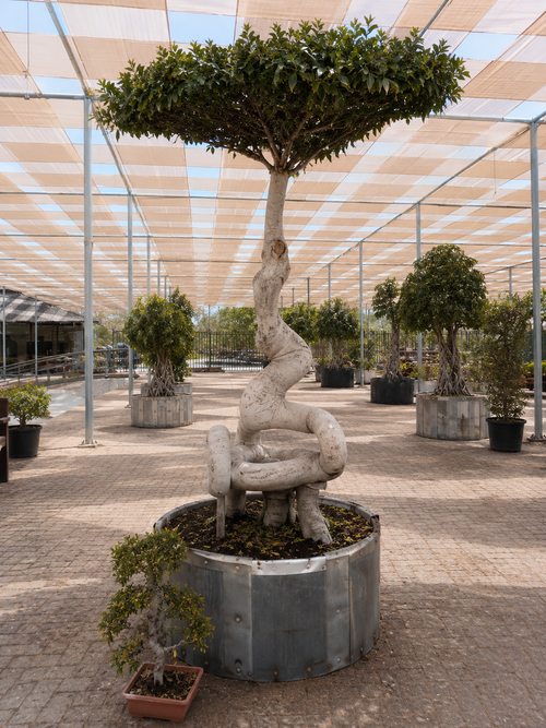 Ficus microcarpa – Twisted Trunk