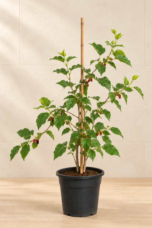 Mulberry Tree (Morus alba)