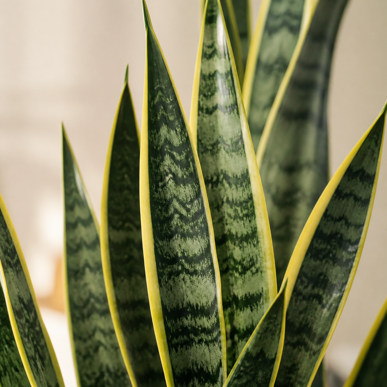 Snake Plant