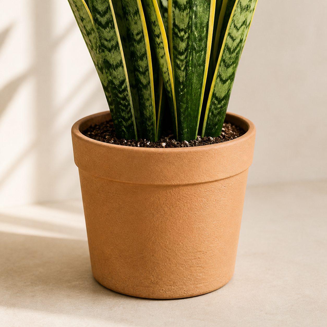 Snake Plant